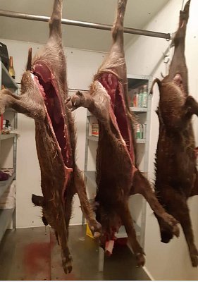 Кабан дикий поросенок (тушка) 20-35 кг 1/2 туши